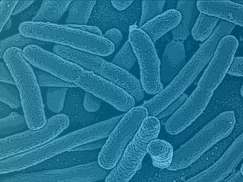 Представитель Семейства Oxalobacteraceae